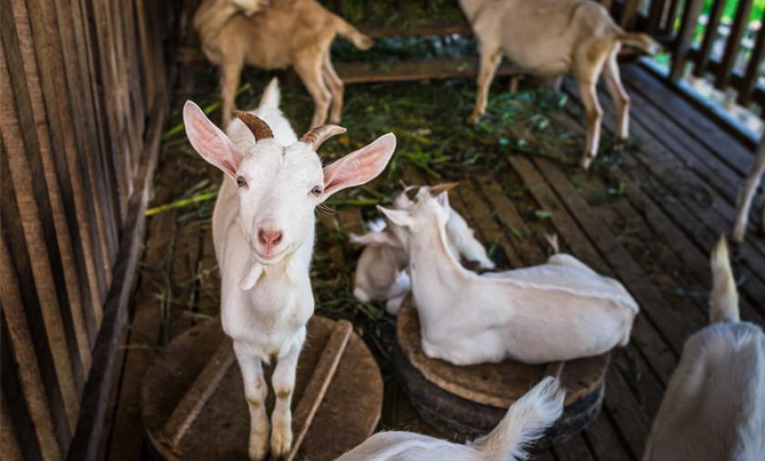 Goat in Laos