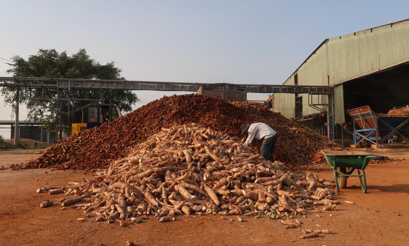 Cassava stacks in Tay Ninh