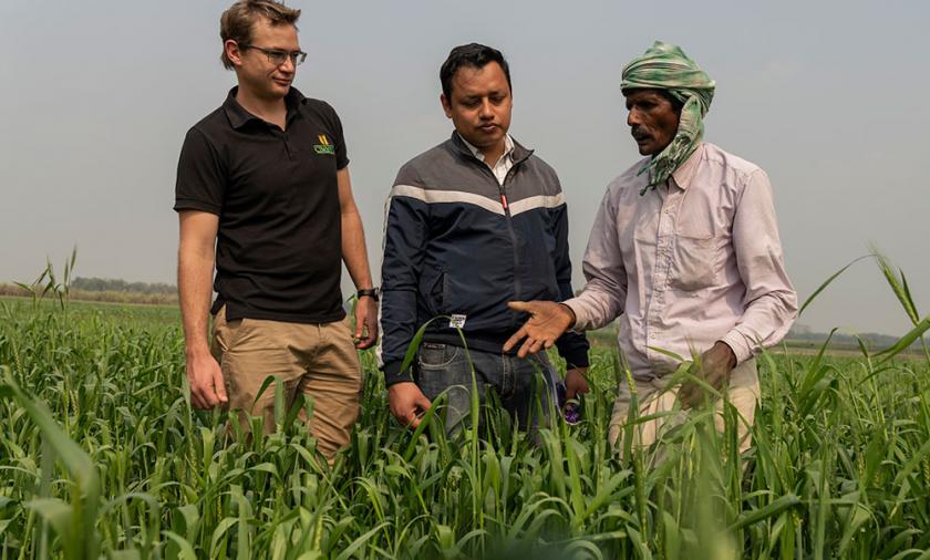 Three men in a filed of long crops