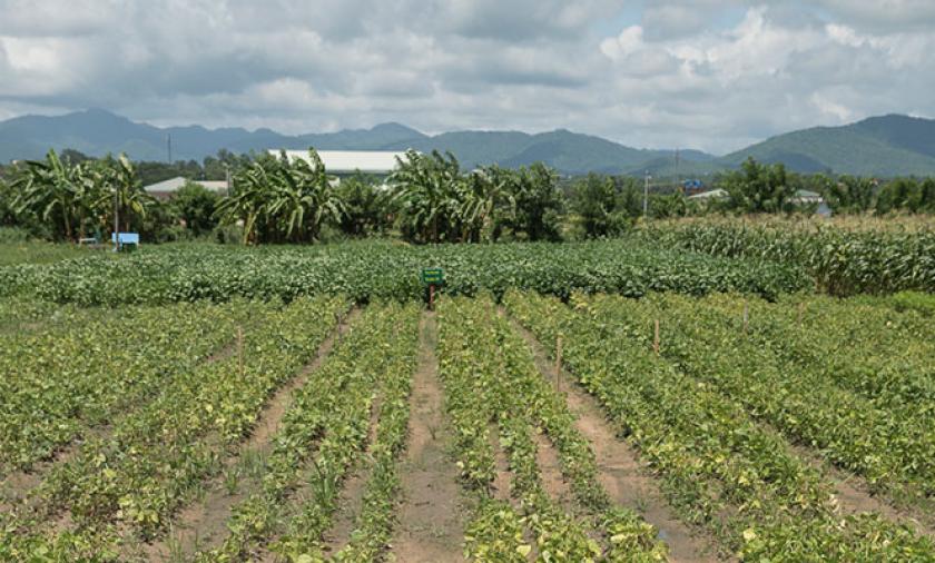 mungbean crop