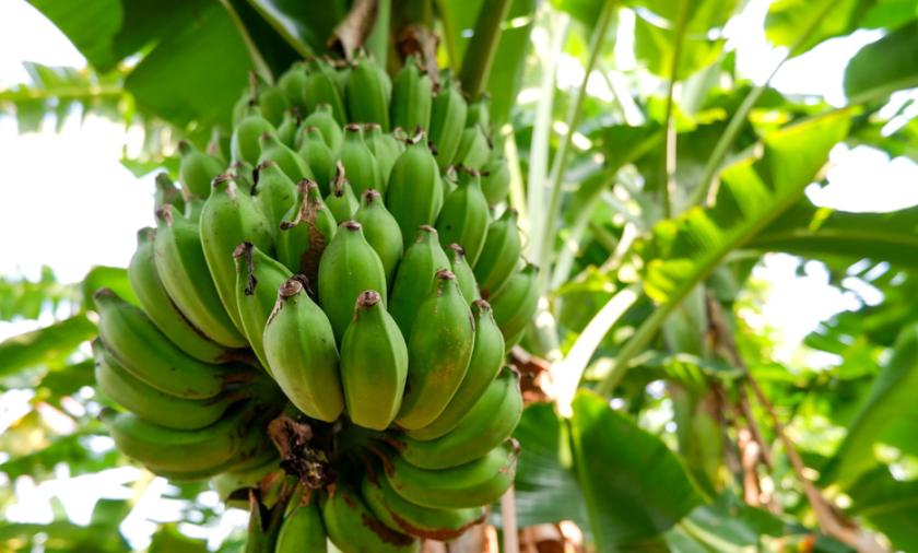 bunch of bananas 