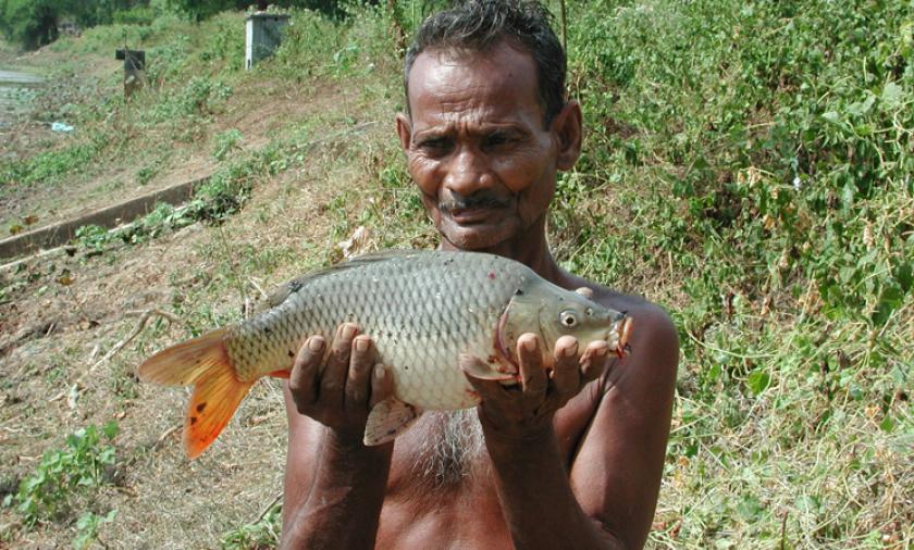 FinFish in Sri Lanka 