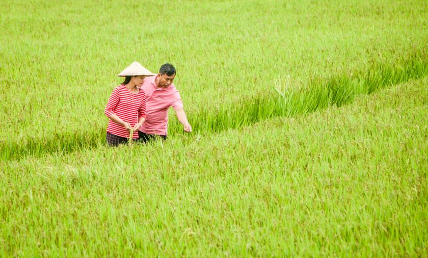 Farmers in rice field