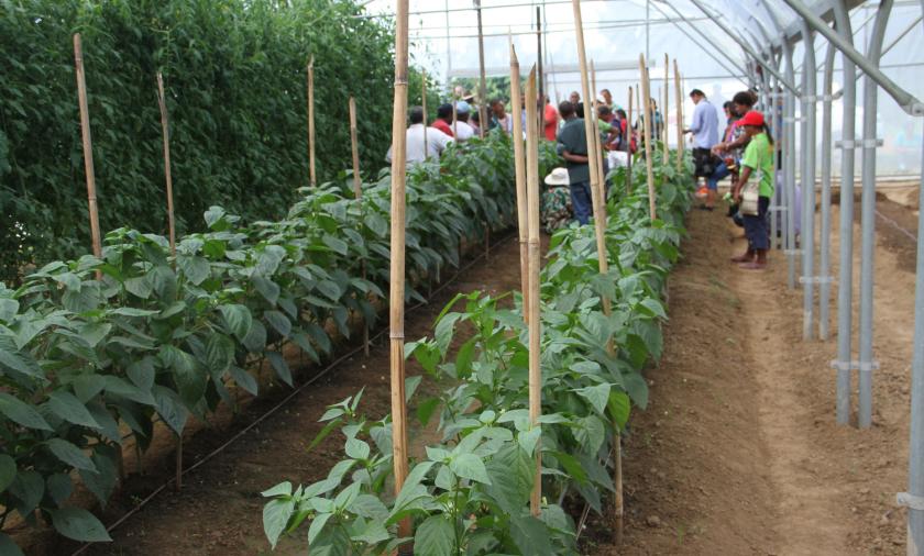Local Fijian farmer, Emosi Ravato, has adopted the use of greenhouses and high tunnel -a plastic covered structure that allows growers to increase production of certain crops, grow some crops that could not otherwise be grown in their area, and extend the length of time in the year.