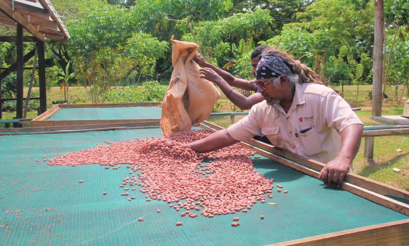 The drying process is just as crucial to quality as fermentation. Poor drying practices will lead to poor quality cocoa. In areas where there is a lot of rain and high humidity, such as the tropical environment of the Pacific, drying is a particular challenge to avoid the production of poor-quality beans.