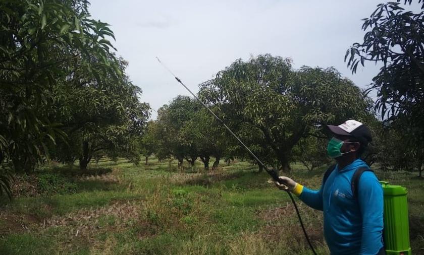 mango spray
