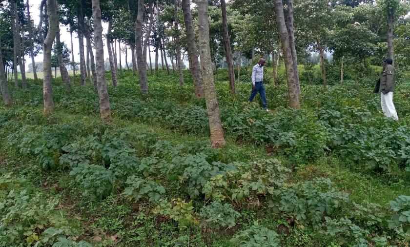 Alnus trees in agroforestry systems in Rwanda 
