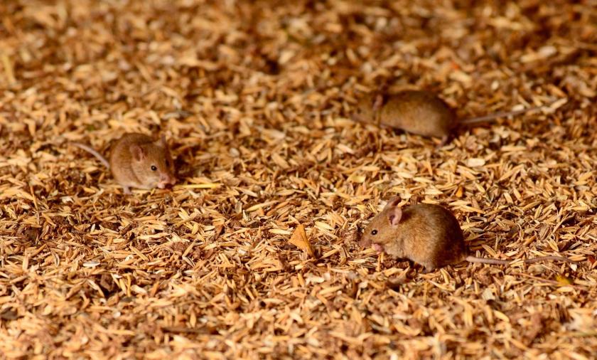 Mice