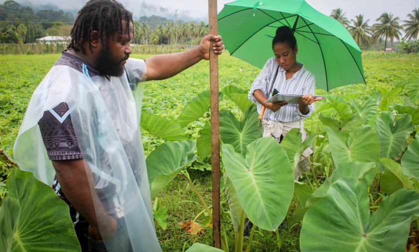 Staff from the National Agriculture Research Institute collecting data from the field trials at Bubia, outside of Lae, Morobe Province. The project is examining how seasonal climate forecasting can be used to help farmers plan their farming activities, as part of efforts to strengthen food security outcomes for PNG communities. Photo supplied by the National Agriculture Research Institute.