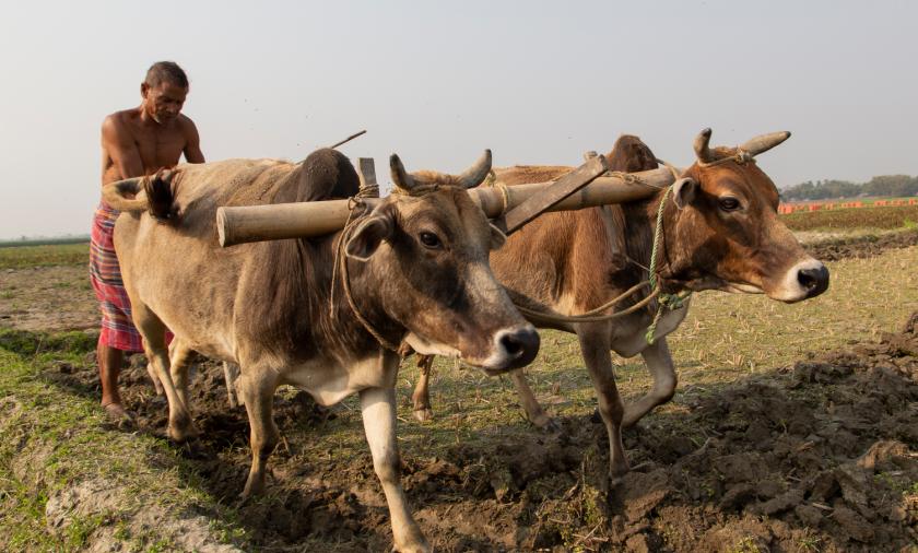 A farmer uses two bullocks to plough a farm in the Eastern Gangetic Plains.