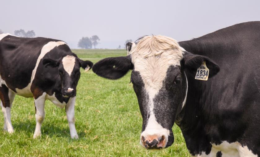 close-up of dairy cows in a paddock