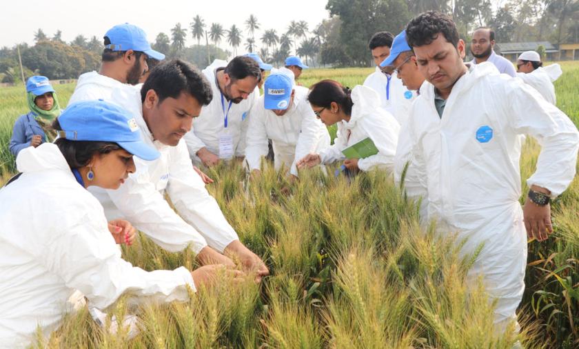 Scientists in Bangladesh inspect wheat in the field in their research to identify blast-resistance. 