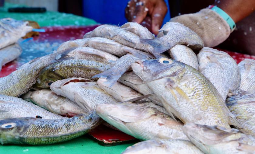 Fish on table