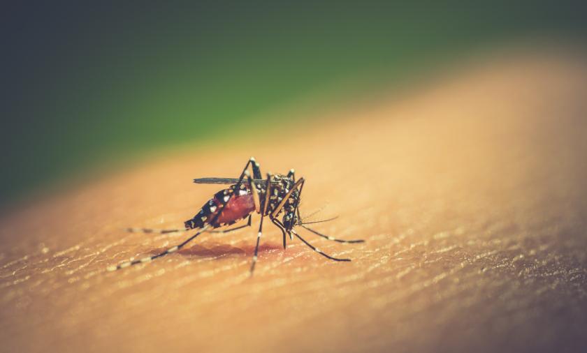 mosquito