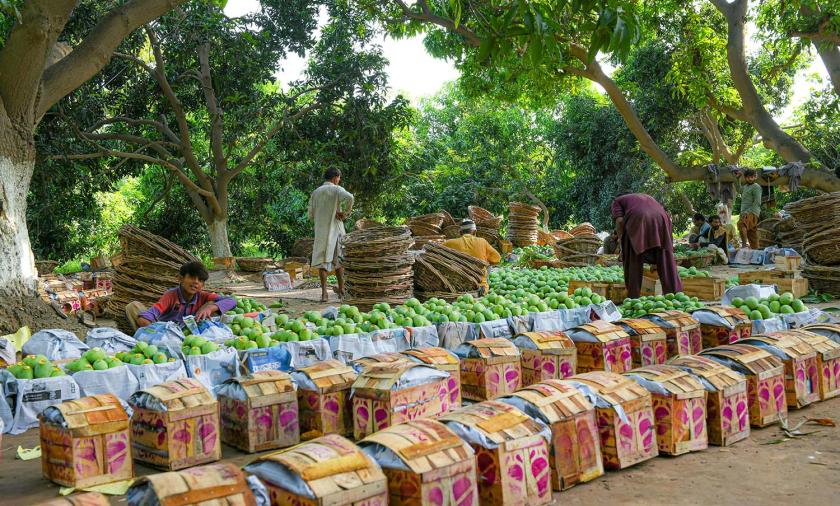 A line of stacked boxes filled with green mangoes, with large trees and men working in the background.