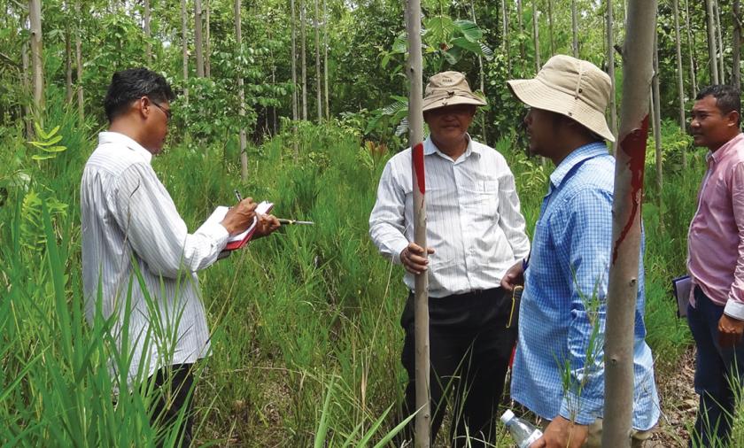 Three men in a eucalyptus plantation in Cambodia