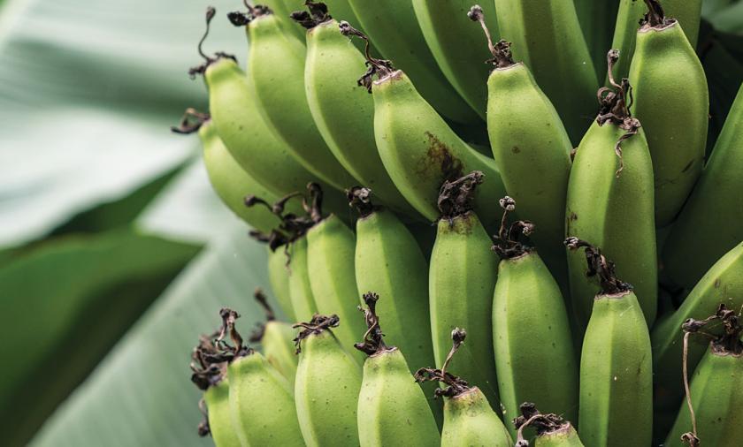green bananas on a tree