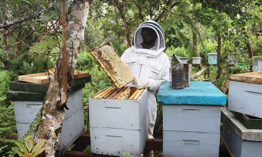 a beekeeper in a suit holding up bees from a hive in Papua New Guinea