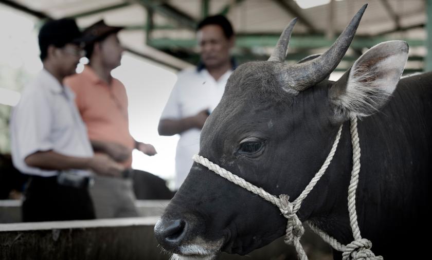 A close up image of a cow in a halter, with three men blurred in the background.