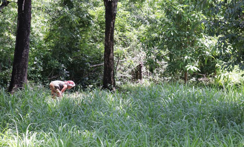 A farmer tending to a crop in the forest.