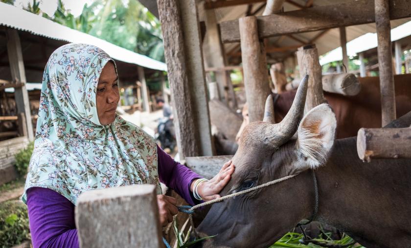 A woman in a floral hijab, patting a brown cow.