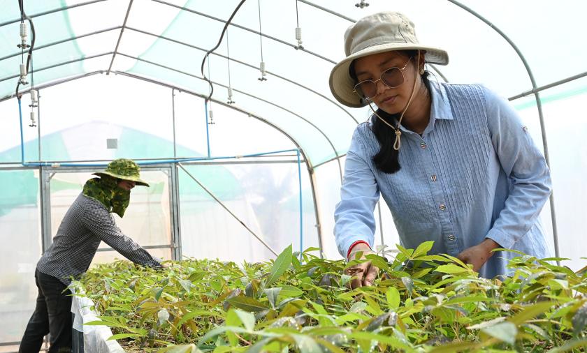 A woman in a hat inspecting seedlings.