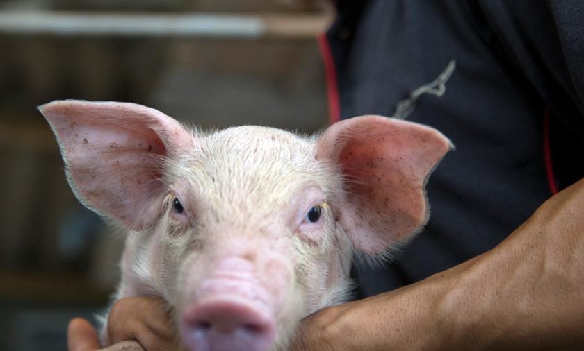 A close up image of pig.