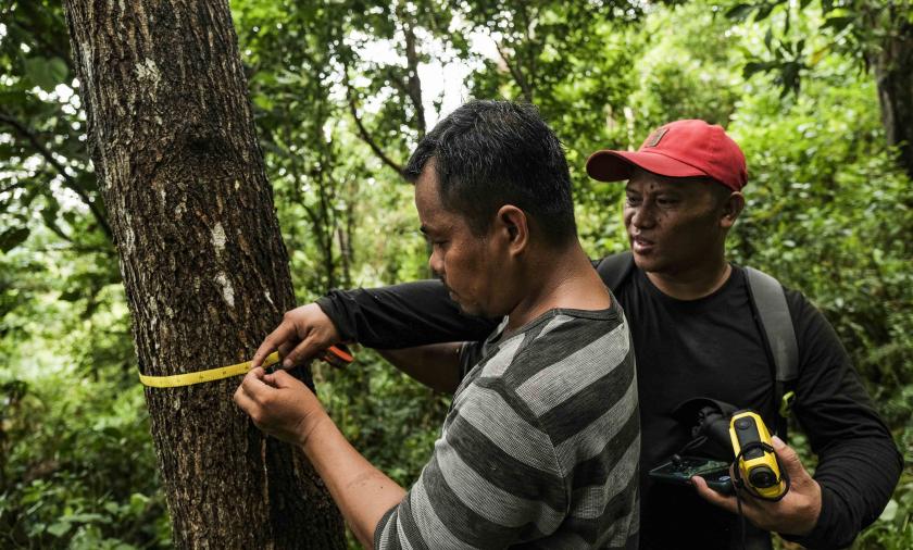 Men measuring circumference of a tree in a forest