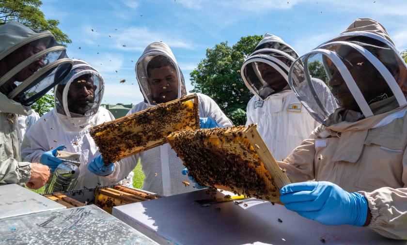 Beekeepers inspecting beehives at Pacific Islands Beekeeping Congress 2023