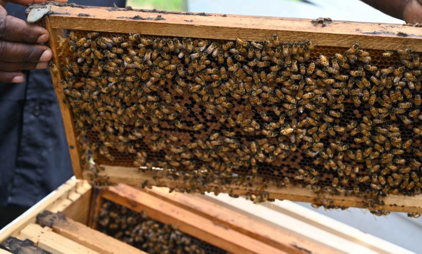 Bees swarming around bee hive