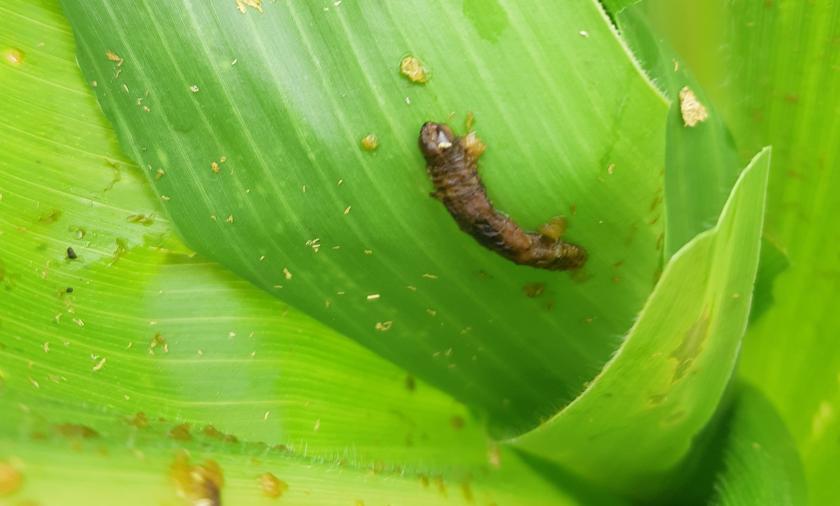 A fall armyworm, killed by biocontrol virus 