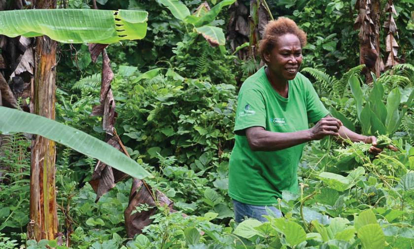 Woman in a green shirt harvesting produce with banana tree in background