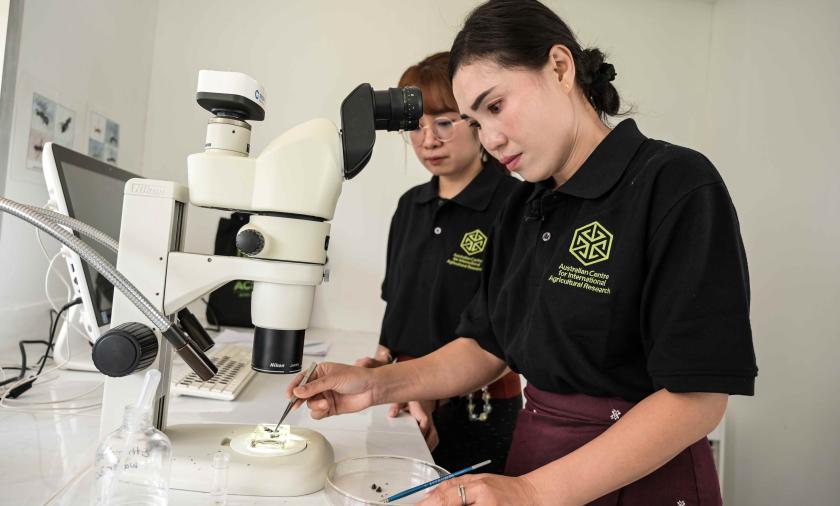 Ms Phonepakay, the youngest member in Laos team, learned procedures for pest identification from her senior colleague. 