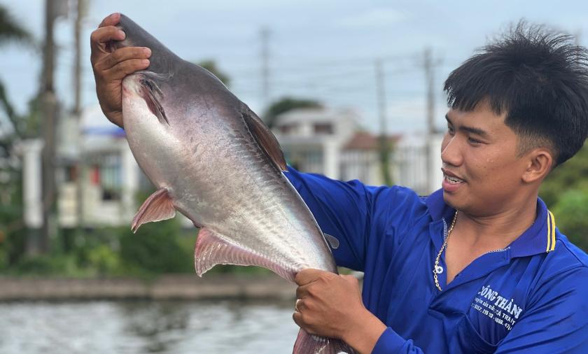 mekong cat fish 