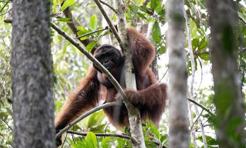 an orangutang in a tree