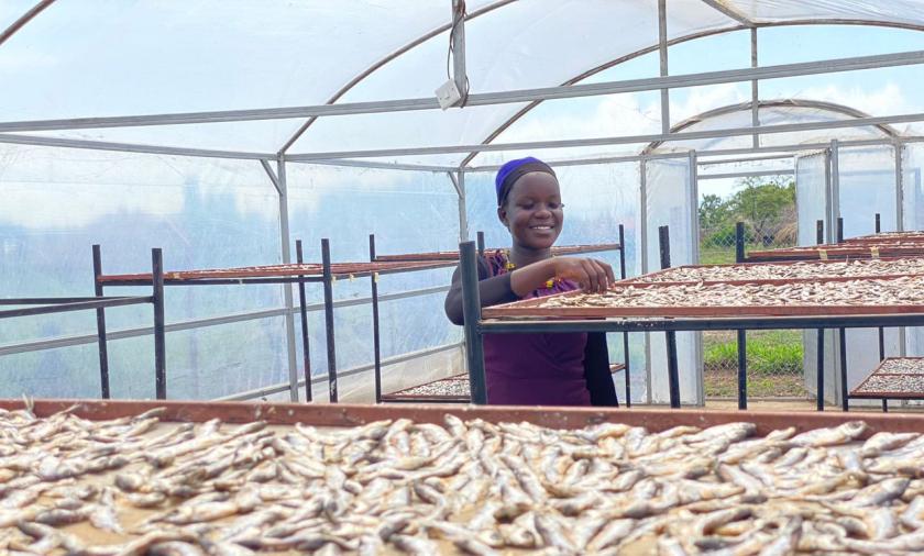 Woman smiling displaying trays of dried fish in tent drier