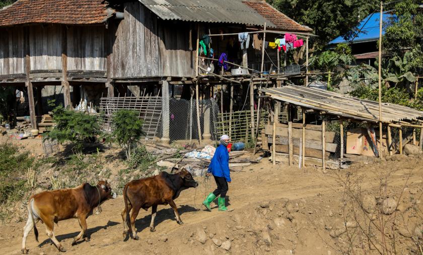 Farmers in Dien Bien province, northwest Vietnam, grow large grass areas to feed their beef cattle. 