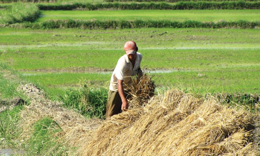 A man collecting straw in a field.