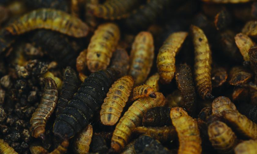 a group of men and women looking to camera with yellow and green crates of black soldier flies