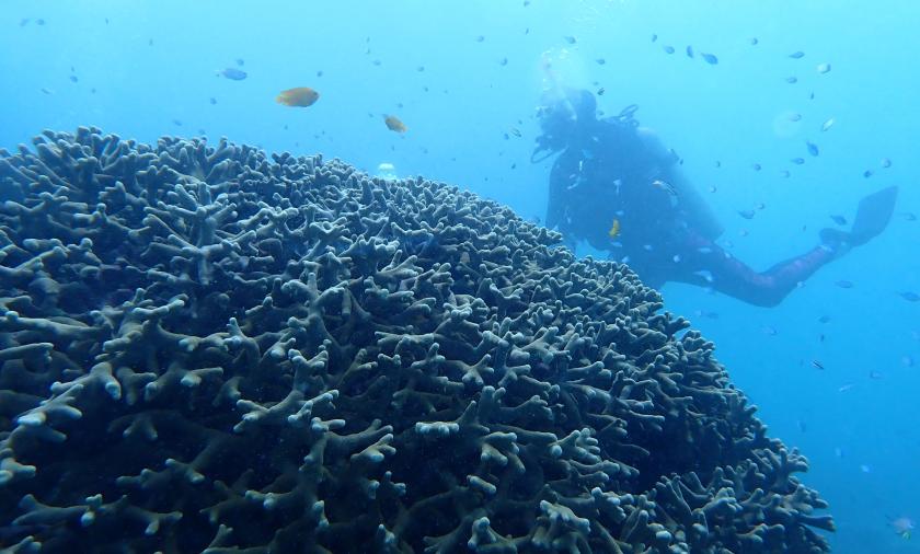Scuba diver underwater inspecting coral with fish