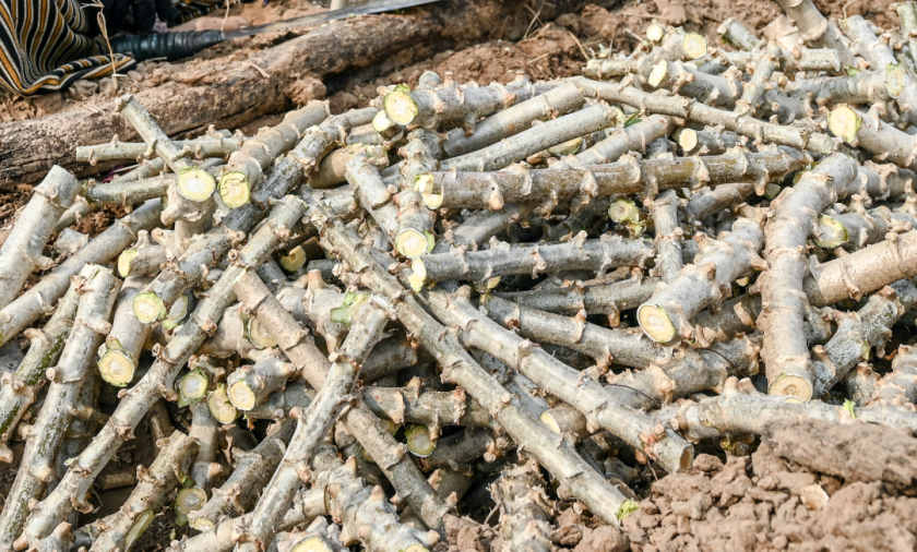 Freshly harvested cassava crop
