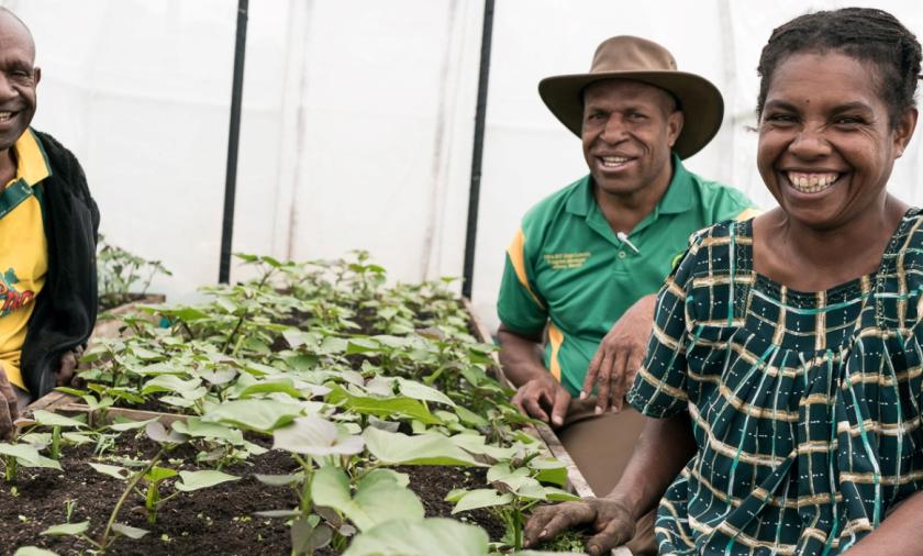 Two men and a woman inside a white screenhouse with a bed of small sweetpotato plants 