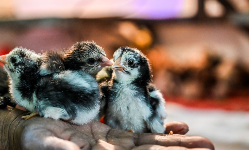 Three Skouy breed chicks on a person's hand.