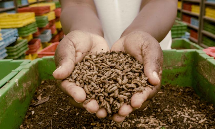 Hands holding insect larvae 