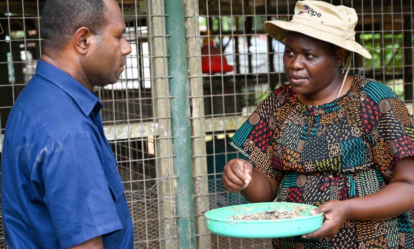 Researchers discussing black soldier flies during the delegation's tour of the Pacific
