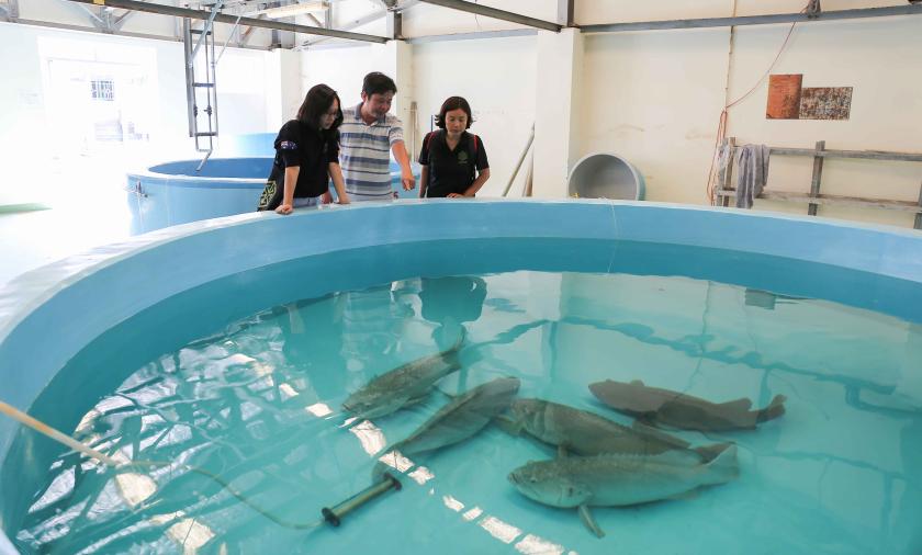 People looking at grouper fish in a tank 