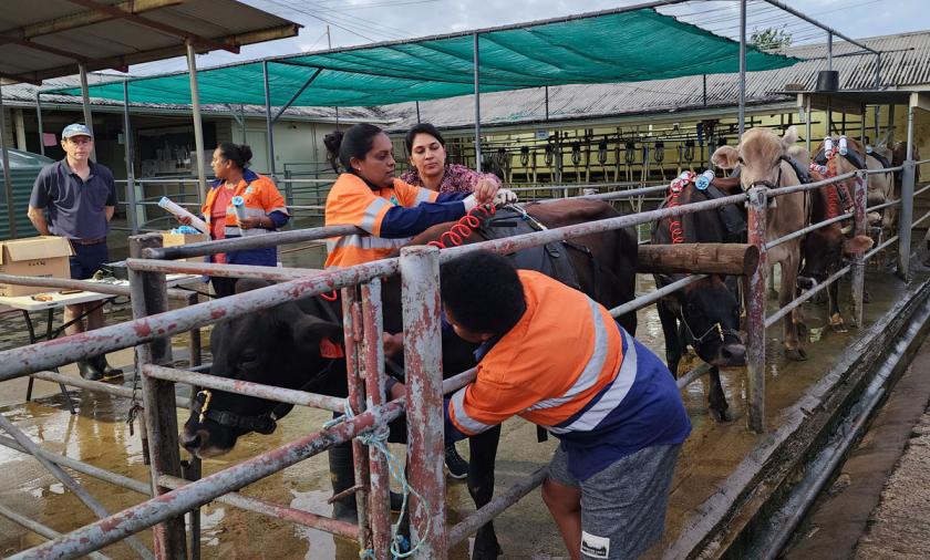 A group of people in orange high-visibility shirts working with cows in pens