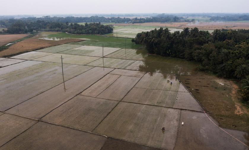 Aerial view of rice paddy fields