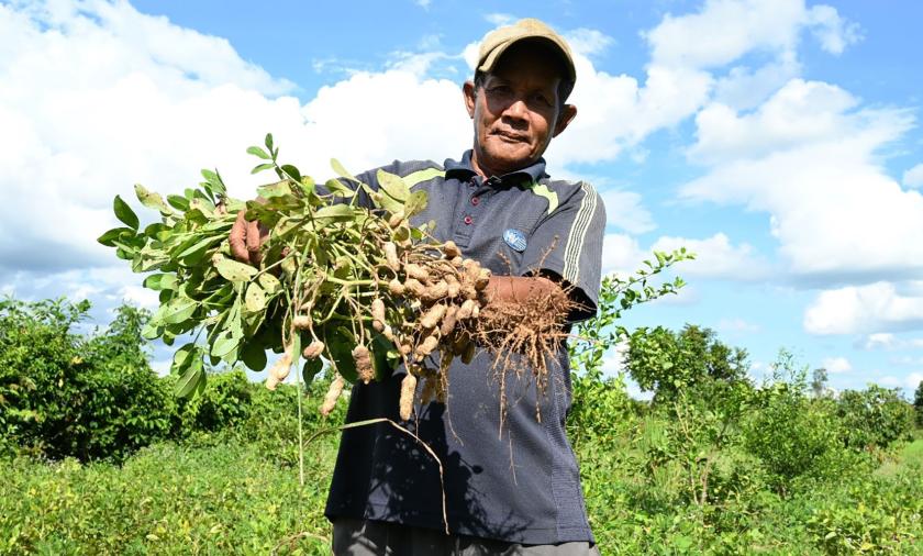 Farmer Oum Samun showcases a healthy peanut plant.