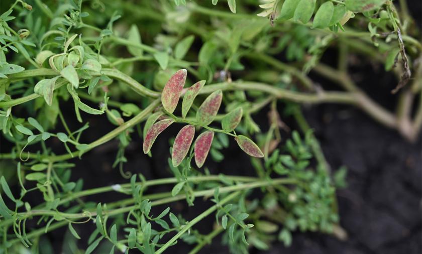 A close-up shot of an infested lentil plant.